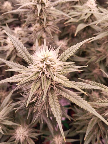 Growreport Bild 8