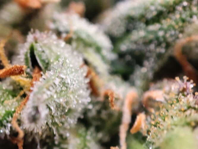Growreport Bild 25