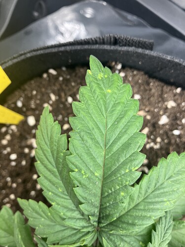 Growreport Bild 8