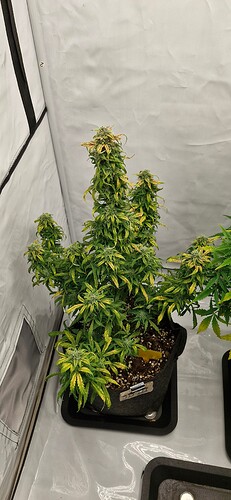 Growreport Bild 11