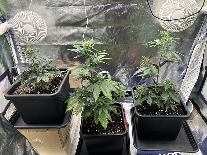 Growreport Bild 1