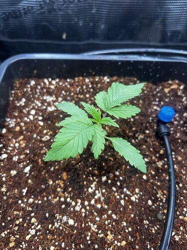 Growreport Bild 11