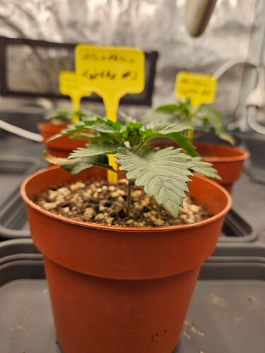 Growreport Bild 26
