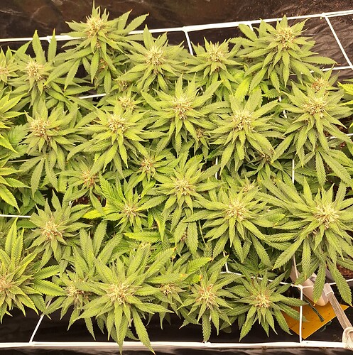 Growreport Bild 9