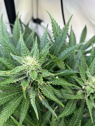 Growreport Bild 2