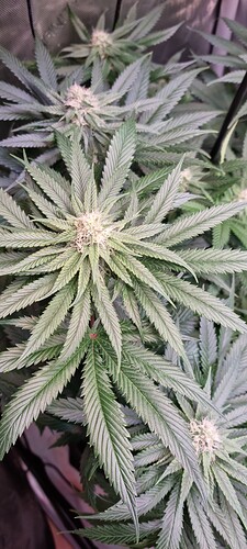 Growreport Bild 13