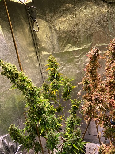 Growreport Bild 1