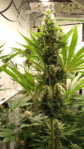 Growreport Bild 25