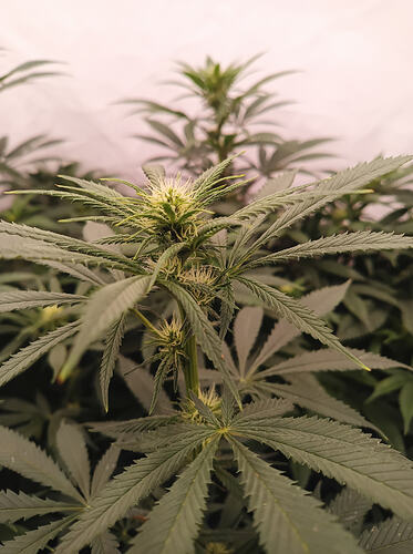 Growreport Bild 6