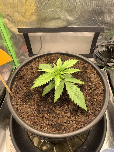Growreport Bild 3