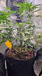 Growreport Bild 33
