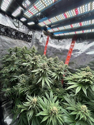 Mehrere blühende Cannabispflanzen in einem Growzelt unter LED-Beleuchtung.