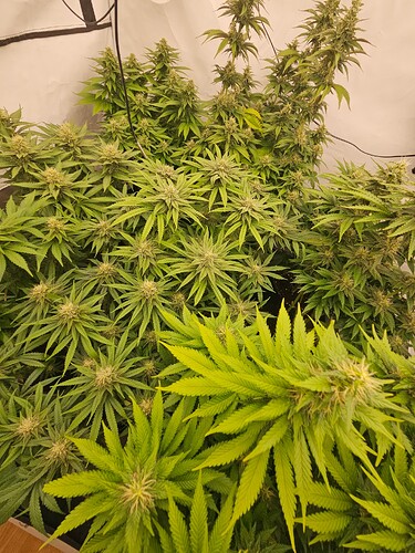 Growreport Bild 11