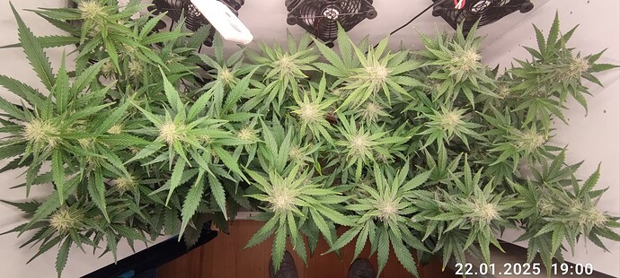Growreport Bild 1