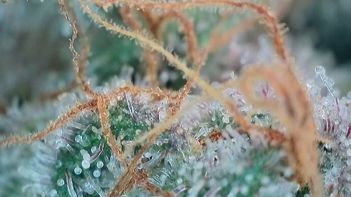 Growreport Bild 49