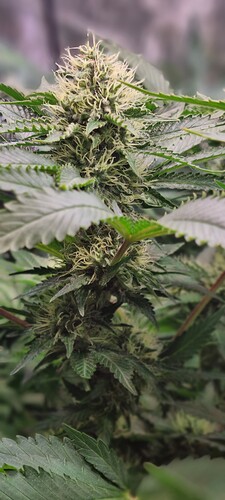 Growreport Bild 29