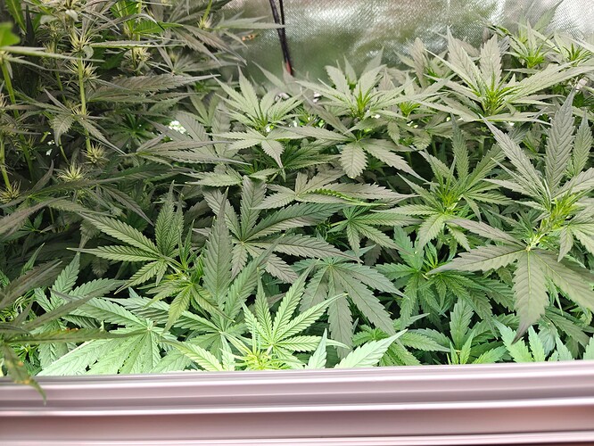 Growreport Bild 7