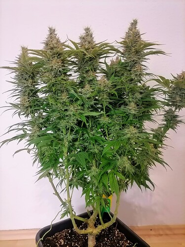 Growreport Bild 57