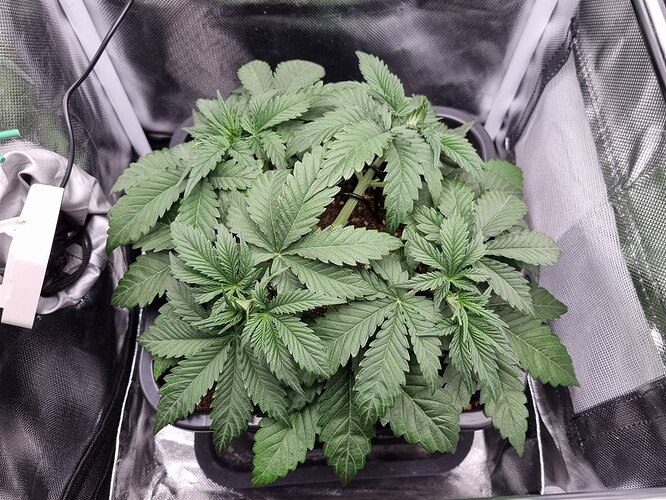 Growreport Bild 8