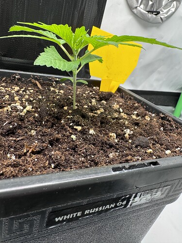 Growreport Bild 5