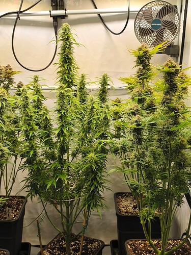 Growreport Bild 13