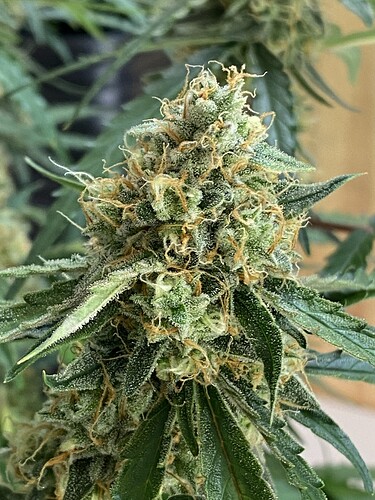 Growreport Bild 74