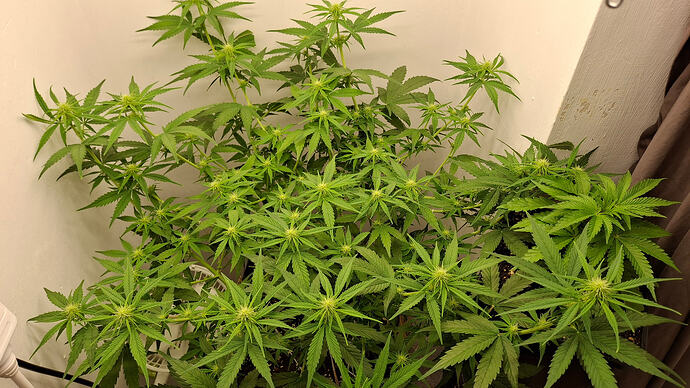 Growreport Bild 235
