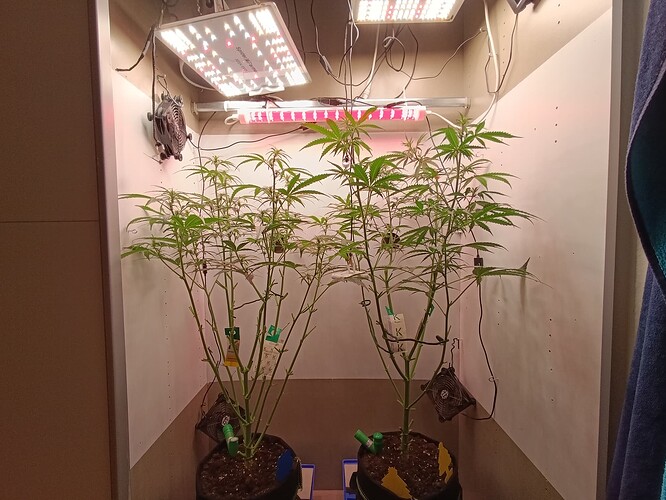 Growreport Bild 53