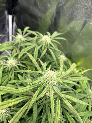 Growreport Bild 5
