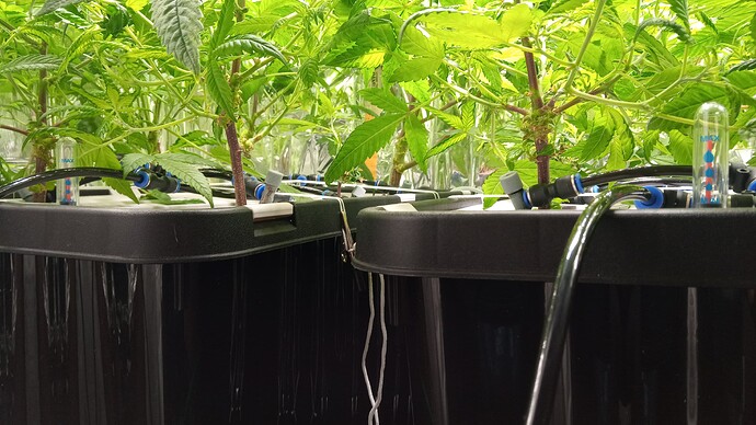 Growreport Bild 3