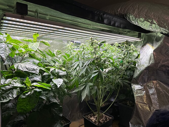 Growreport Bild 81