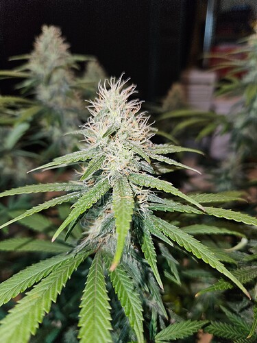 Growreport Bild 2