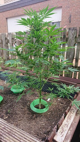 Growreport Bild 2