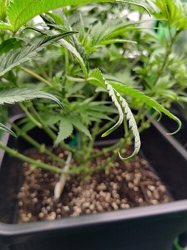 IMG_20240503_213531186_HDR