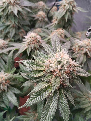 IMG_20250303_162452 - Kopie