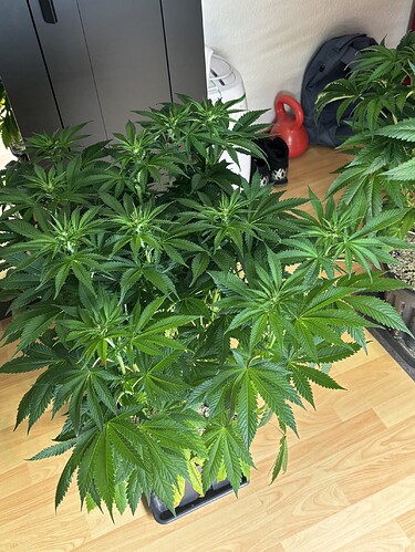 Growreport Bild 18