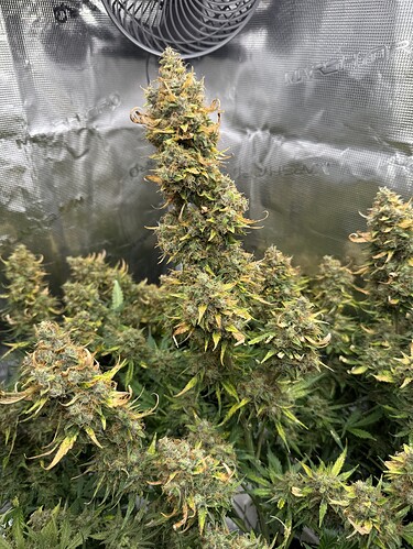 Growreport Bild 2