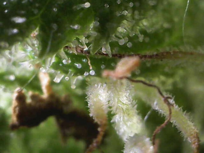 Growreport Bild 37