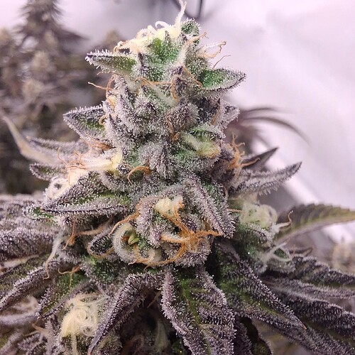 Growreport Bild 3