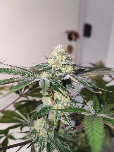 Growreport Bild 10