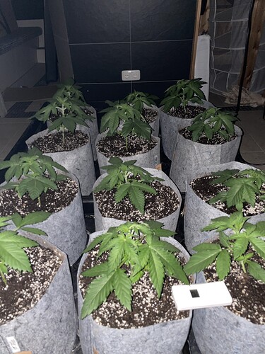 Growreport Bild 19