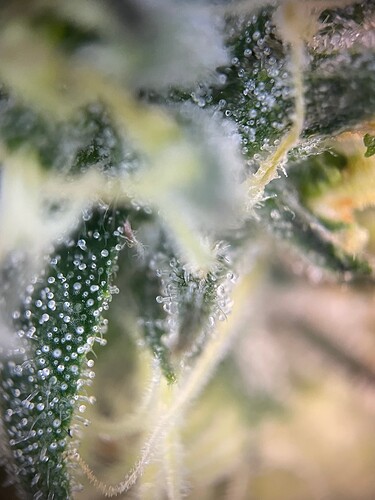 Growreport Bild 26