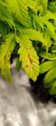Growreport Bild 1