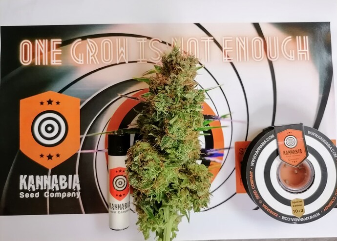 Colombian Jack in the Box - 4 x Jack(y) mit 8 cola(s) - Erstes Mainlining