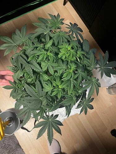 Growreport Bild 11