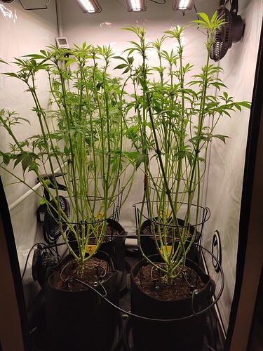 Growreport Bild 7