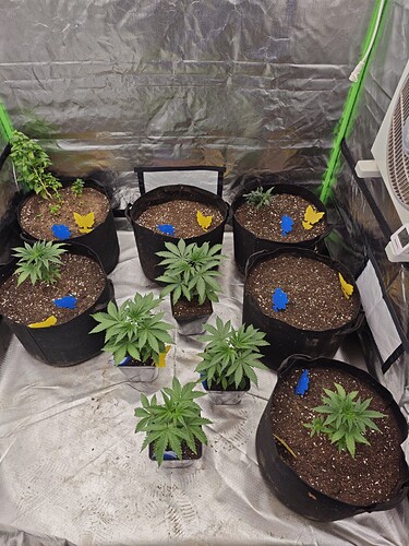 Growreport Bild 36