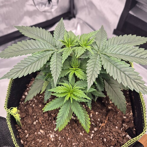 Growreport Bild 1