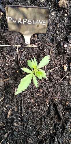 17450591581655521905465185137118