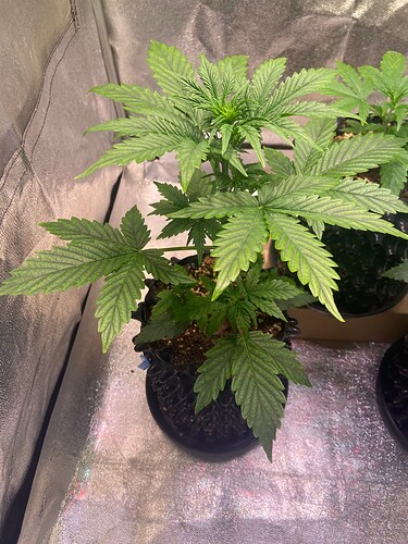 Growreport Bild 6